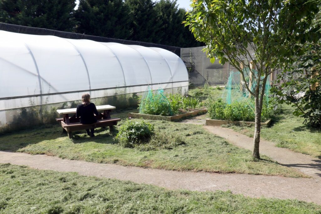 polly tunnel in outside area with grass and a bench and a tree