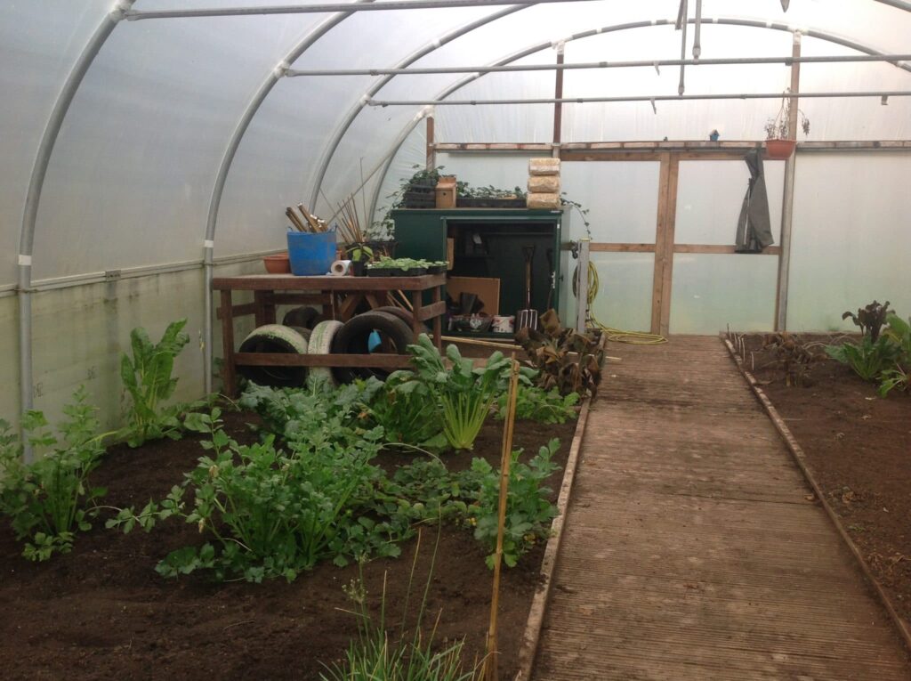 polytunnel with plants growing