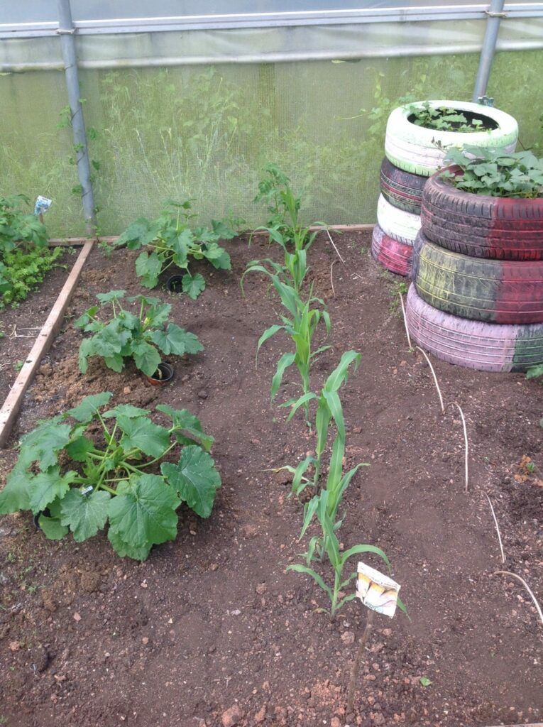 polytunnel